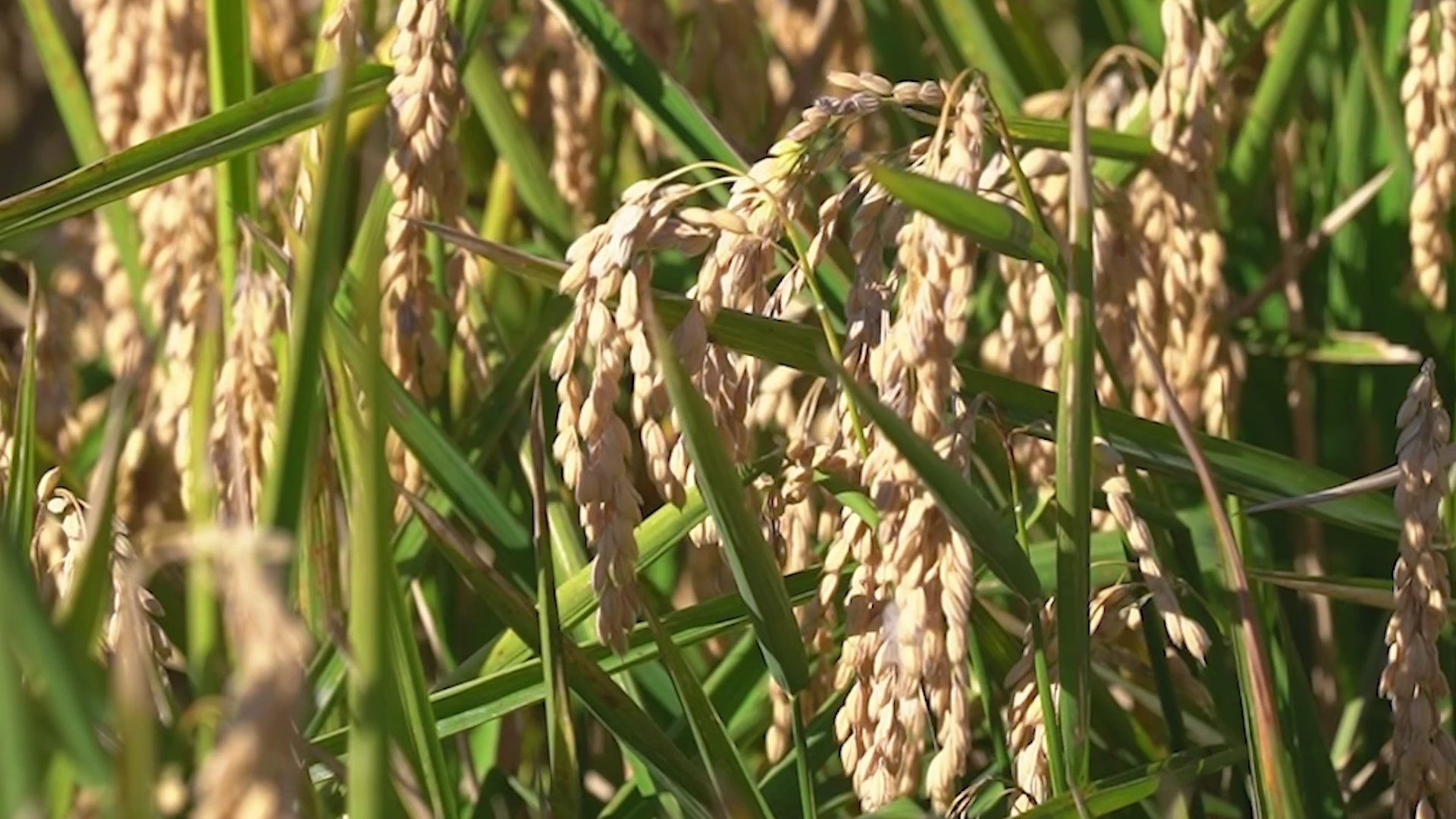 Arroz Gran Reserva